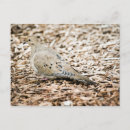 Search for dove postcards Outdoors