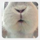 Search for holland lop stickers Bunny