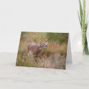 Search for antler cards Buck
