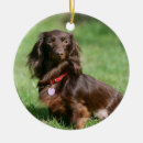 Search for long haired dachshund christmas tree decorations Chocolate and tan