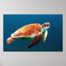 Search for turtle shell art Sea