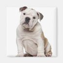 Search for 2 5 months Domestic animals