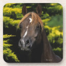 Search for arabian coasters Horse