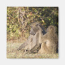 Search for wildlife magnets South africa