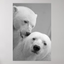 Search for cute polar bear art posters White