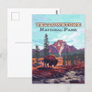 Search for yellowstone bison postcards Retro
