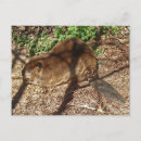 Search for post your beaver Beavers