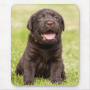 Search for chocolate lab mousepads Pet