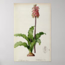 Search for pierre joseph redoute posters Botany