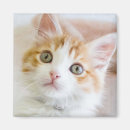 Search for adopted photography Pet