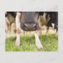 Search for dairy cow postcards Close up