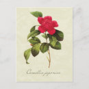 Search for vintage botanical print postcards Antique