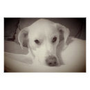 Search for vintage dog posters Pet