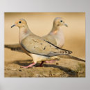 Search for mourning posters Wildlife