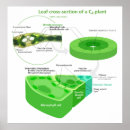 Search for photosynthesis posters Biology