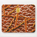 Search for false mousepads Biology