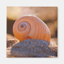 Search for shell pictures magnets Waves