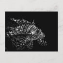 Search for lionfish postcards Sea