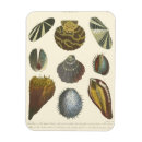 Search for clam shell magnets Seashell