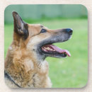 Search for german shepherd coasters Animal