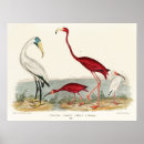 Search for vintage flamingo posters Retro
