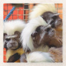 Search for monkey coasters Cute