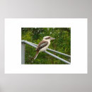 Search for australian animal posters Kookaburra