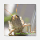 Search for cricket magnets Grasshopper