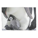 Search for penguin pillowcases Antarctica
