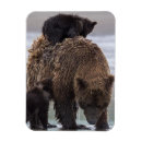 Search for brown bear magnets Wildlife