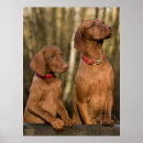 Search for vizsla posters Animal