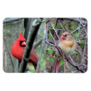 Search for pair magnets Birds