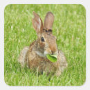 Search for cute bunny rabbit stickers Animals