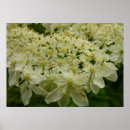 Search for floral lace posters White