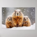 Search for marmot posters Nature