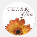 Search for orange gerbera stickers Nature