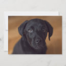 Search for black labrador thank you cards Puppy