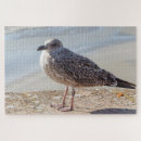 Search for seagull puzzles Nature