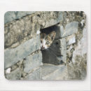 Search for wall mousepads Asia