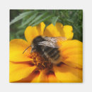 Search for bumblebee magnets Yellow