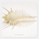 Search for creatures stickers Shell