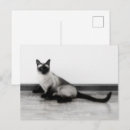 Search for siamese postcards Kitty