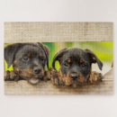Search for rottweiler puzzles Cute