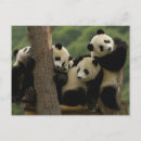 Search for giant sympathy cards Gansu province