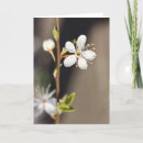 Search for cherry blossom cards Tree
