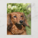 Search for miniature long haired dachshunds postcards Zwergteckel