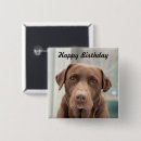 Search for chocolate lab badges Cute
