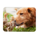 Search for chick rectangular magnets Animals