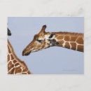 Search for reticulated postcards Outdoors