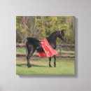 Search for black stallion Arabian